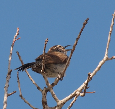 [Looking from the underside of a brown bird with a whitish belly perched on leafless branches chirping to the blue sky with an open, long, thin beak.]